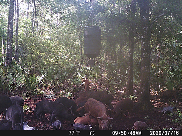 Hogs at feeder in Tiger Island 2020